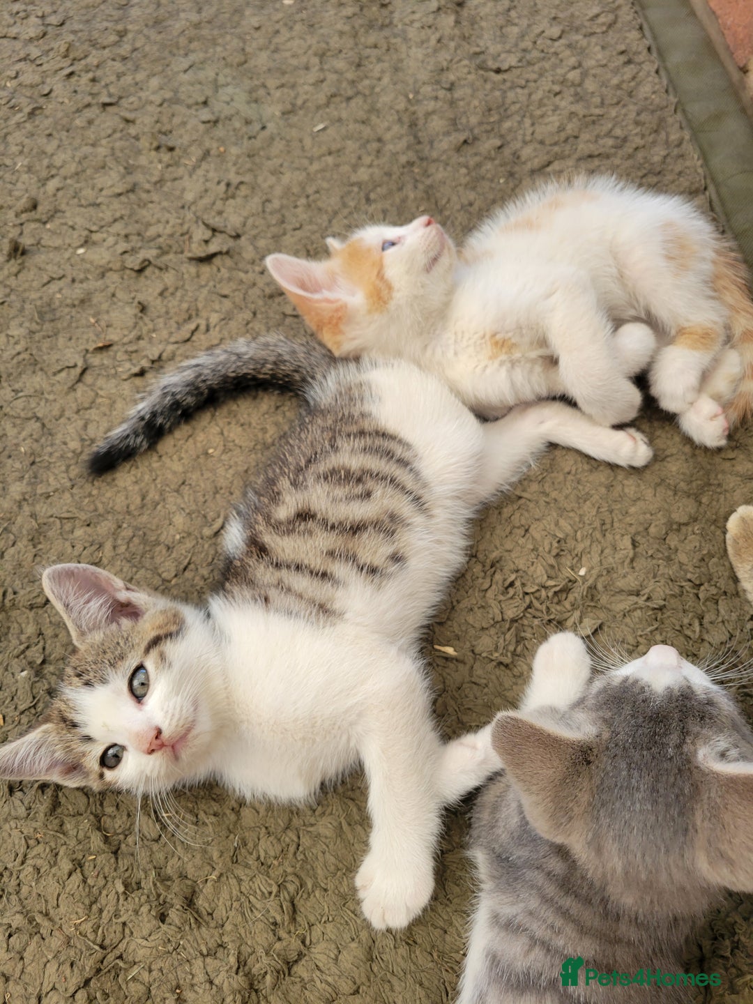 Domestic Shorthair cats for sale: Female kittens - Image 1