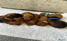 Cockapoo dogs for sale: 8 beautiful f1b cockapoo puppies - Image 5