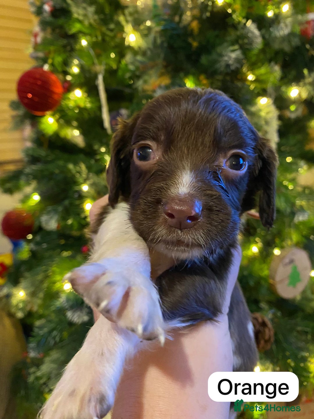 English Springer Spaniel dogs for sale: 6 Kc registered English springer spaniel pups  - Advert 16