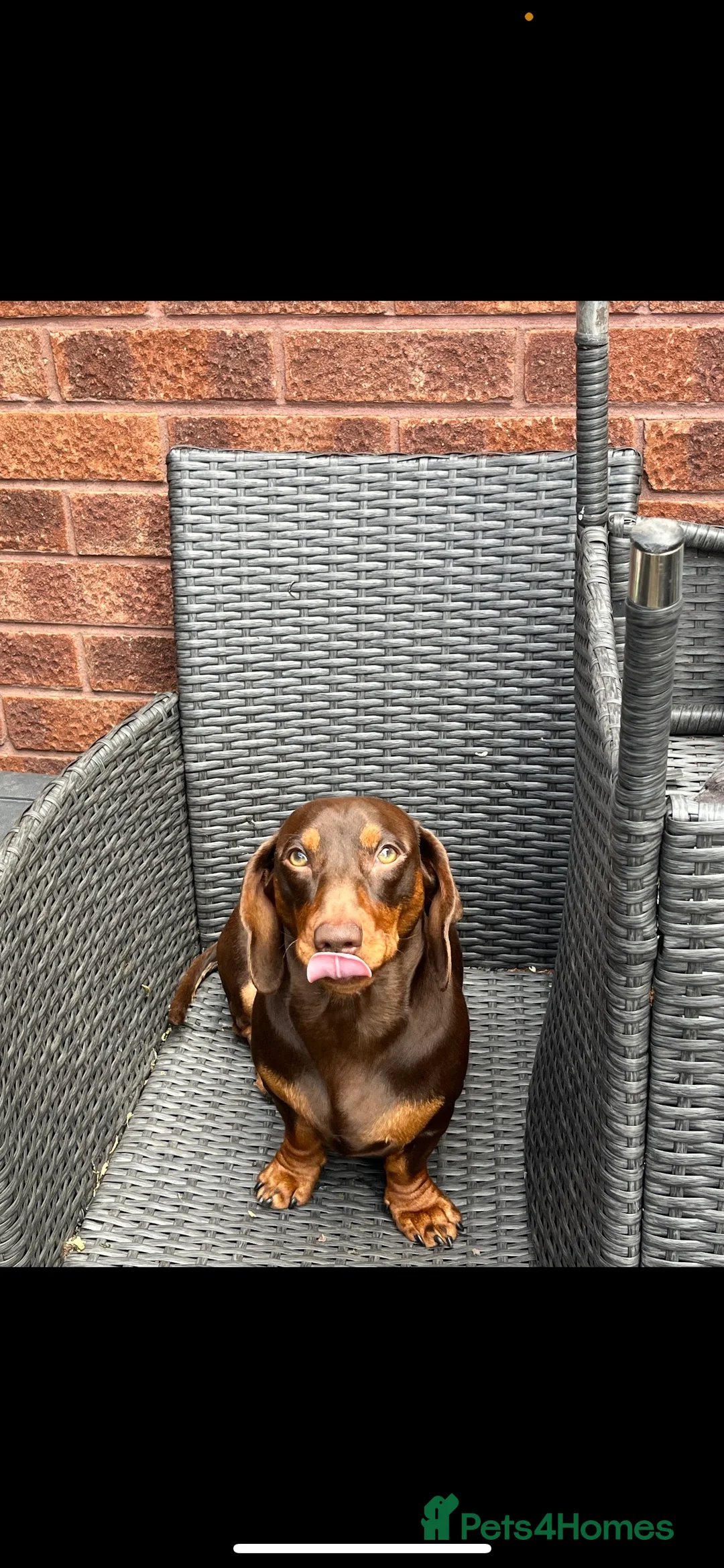 Miniature Dachshund dogs for stud: KC Miniature Dachshund (smooth coat ) for stud in Liverpool - Advert 2