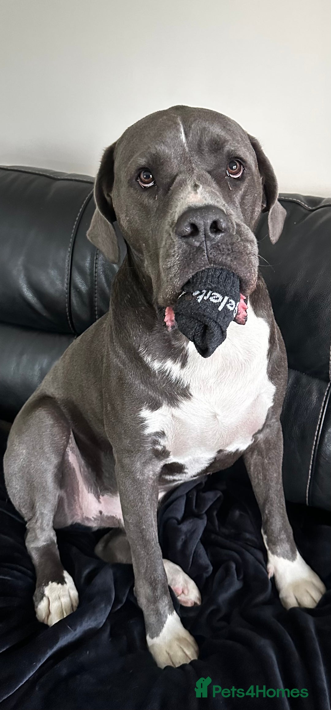 Mastiff dogs for sale: Mastiff dog ( Buddy )  - Advert 13