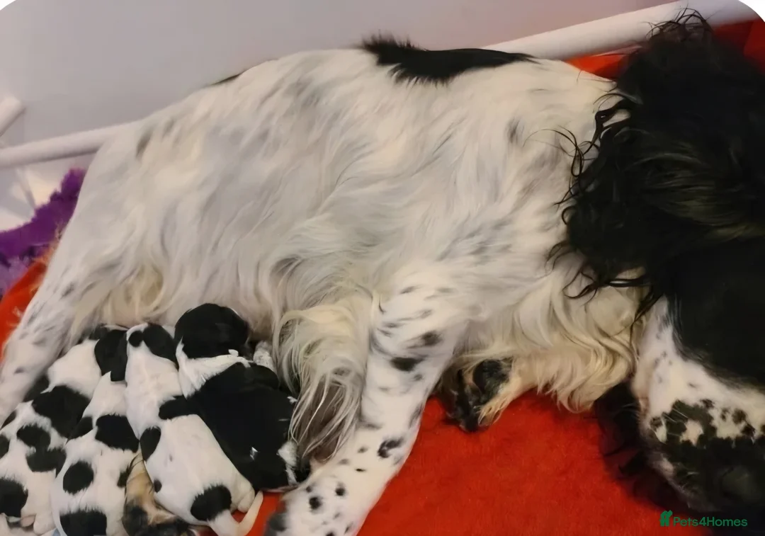 Cockapoo dogs for sale: 4 Boys 1 Girl. DNA Health Tested F1 Cockapoos.  - Advert 2