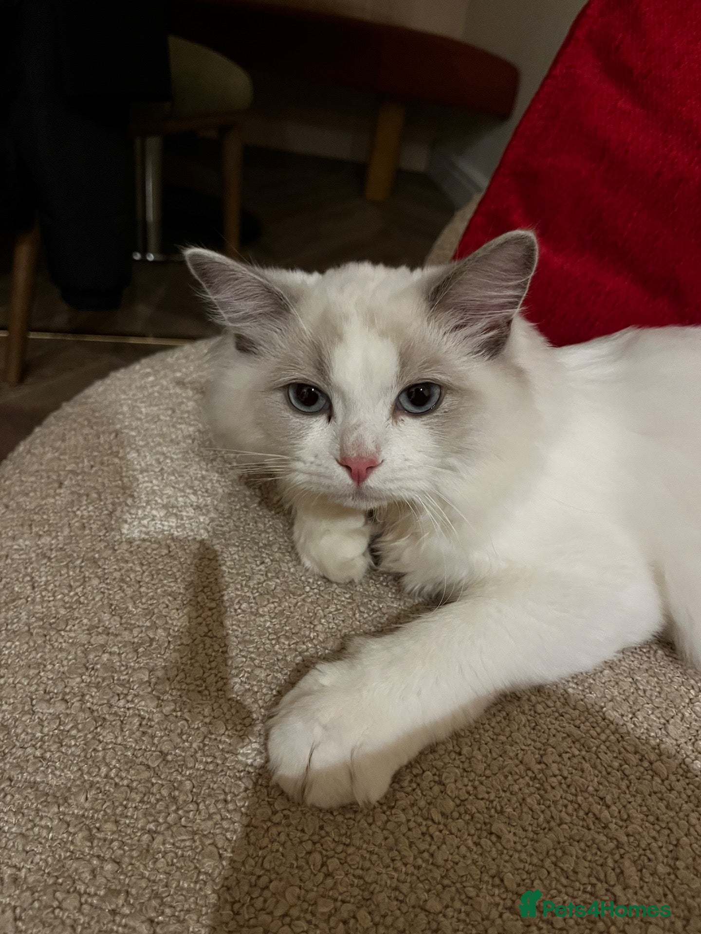 Ragdoll cats Ragdoll Kitten 6 months for sale - Advert 3