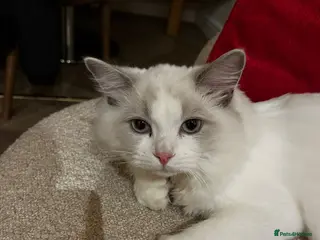 Ragdoll cats Ragdoll Kitten 6 months for sale - Advert 2