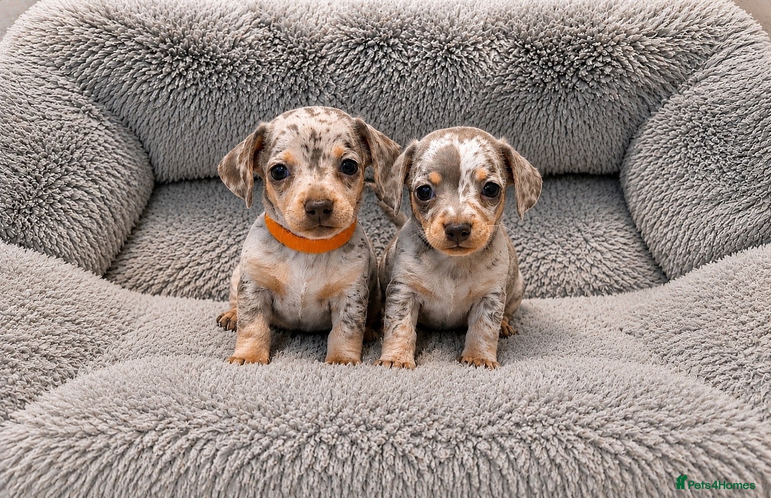 Chiweenie dogs Chiweenie chihuahua dachshund pups BOYS - Advert 1