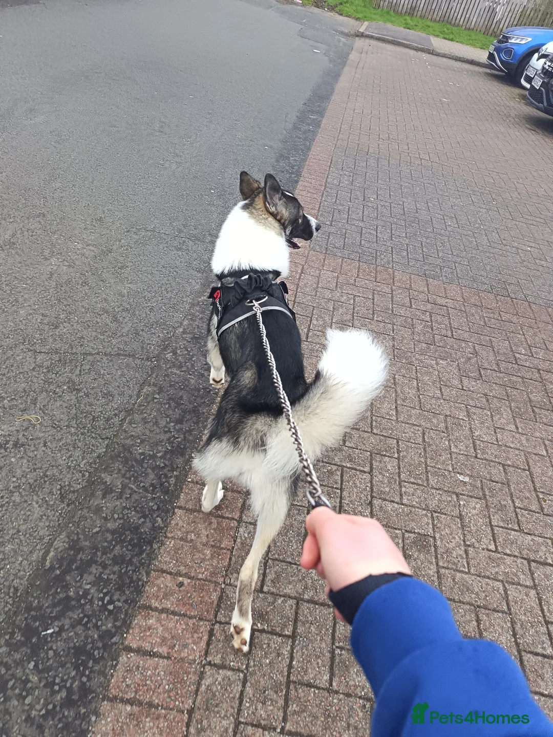 Shepsky dogs for sale: Storm  - Advert 19