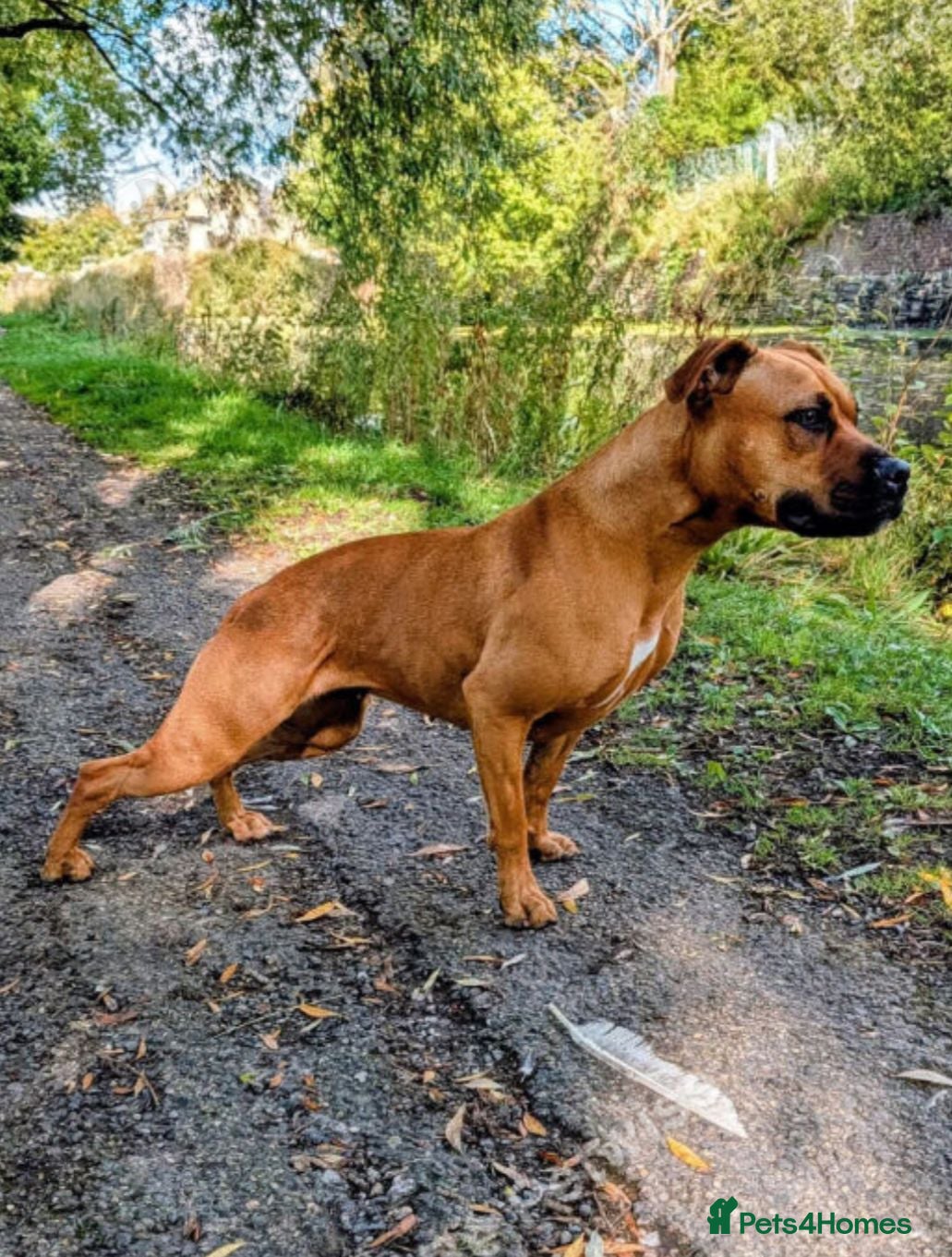 Mixed Breed dogs Staffy x Mastiff female for sale  - Advert 1