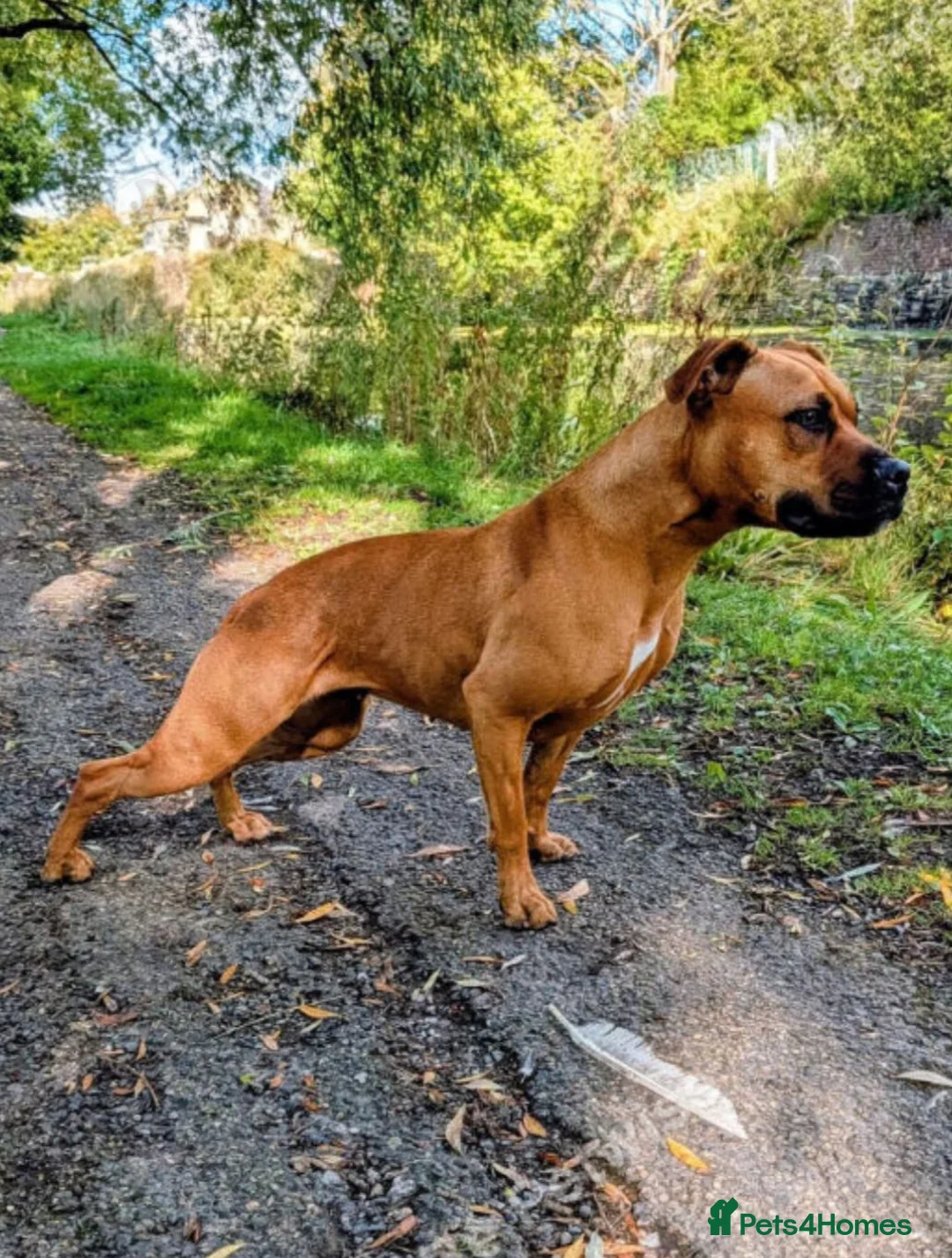 Mixed Breed dogs for sale: Staffy  ** tiff female for sale  in Accrington - Advert 1