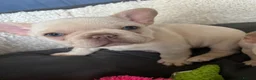 French Bulldog dogs for sale: 3 white adorable French bulldog puppies - Advert 2