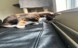 Mixed Breed cats for sale: Beautiful litter of kittens - Image 7