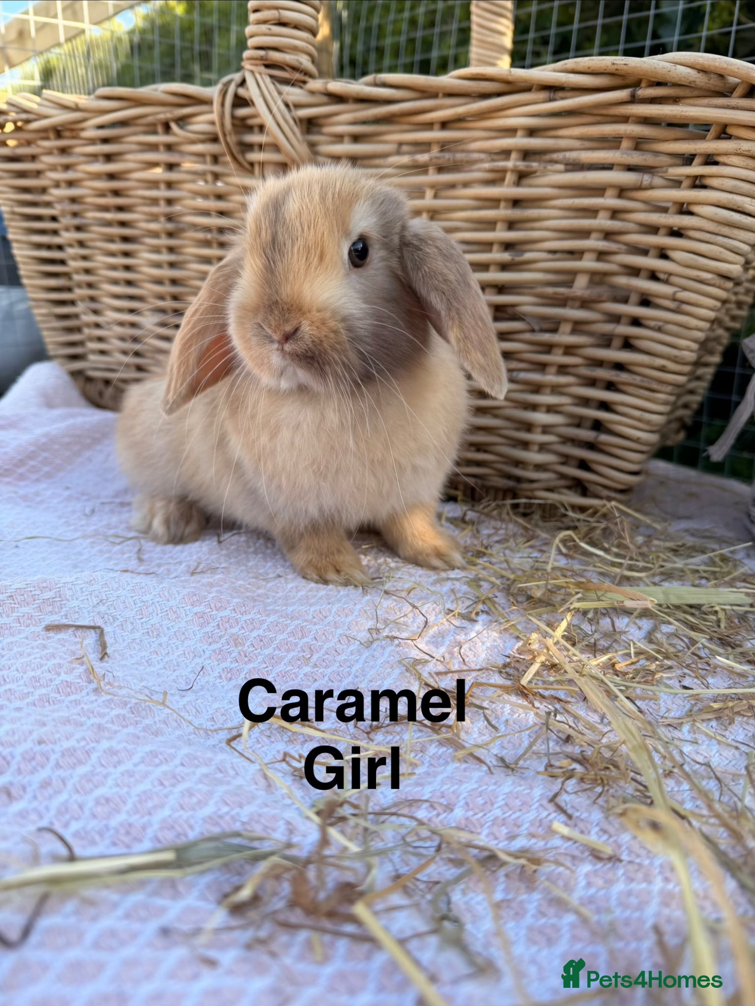 Mini Lop rabbits *Mini Lop Babies  - Advert 1