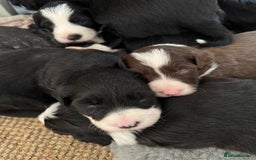 Bearded Collie dogs for sale: 6 Bearded Collie Pups - Image 9