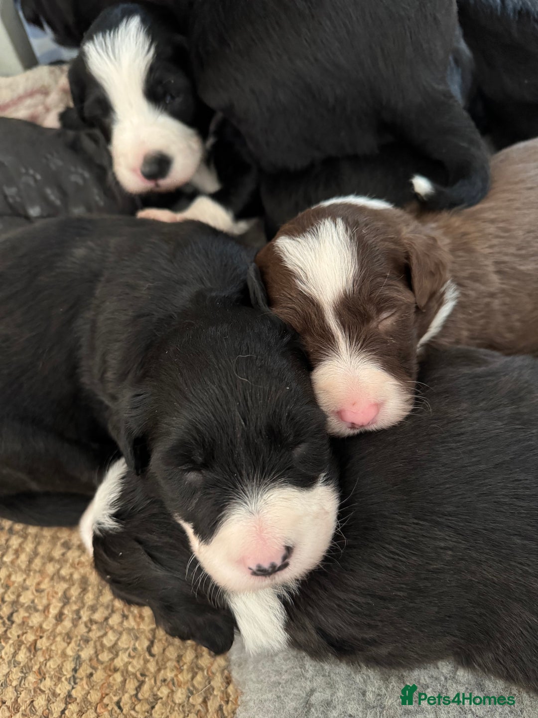 Bearded Collie dogs for sale: 6 Bearded Collie Pups - Image 9