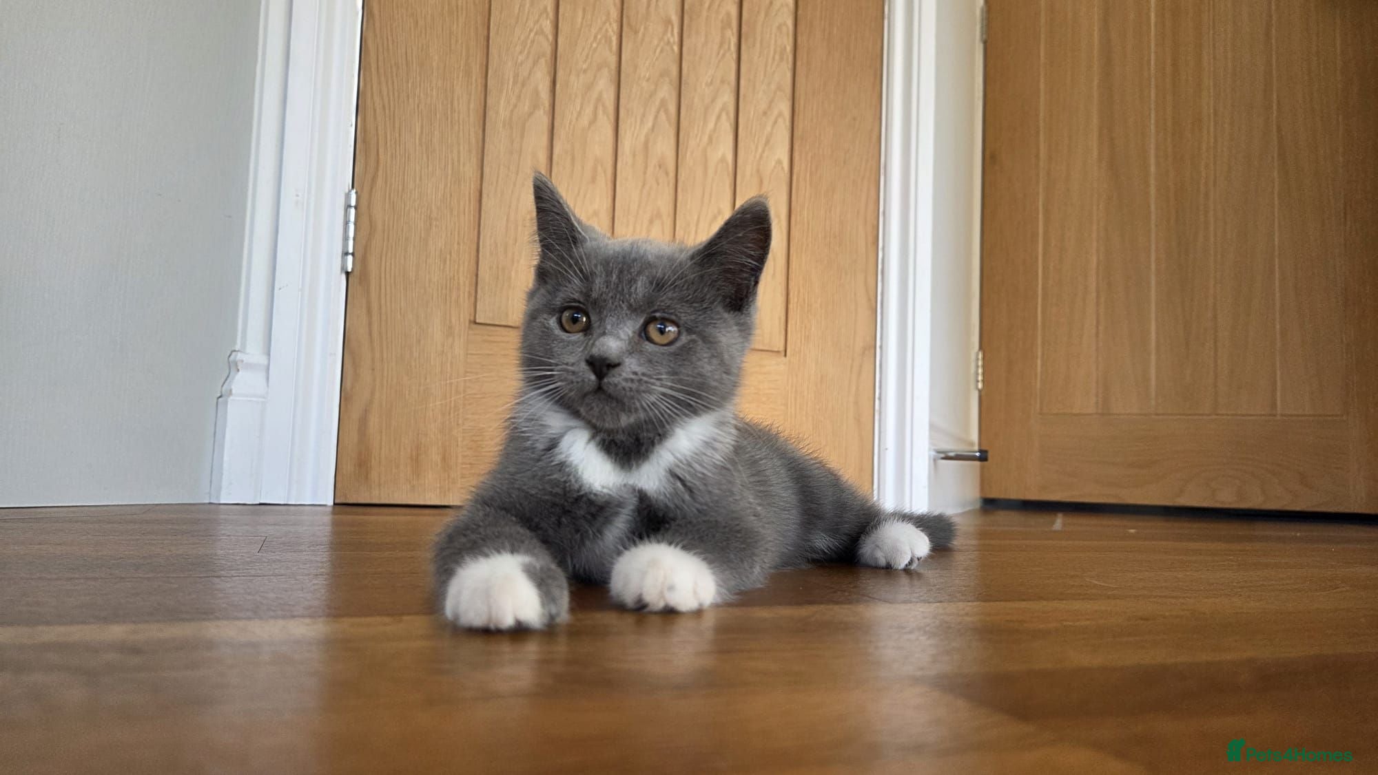 Mixed Breed cats 3 british shorthair cross kittens, playful & fun - Advert 1