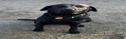 Labrador Retriever dogs for sale: Kind Natured Loving Boy in Daventry - Advert 4