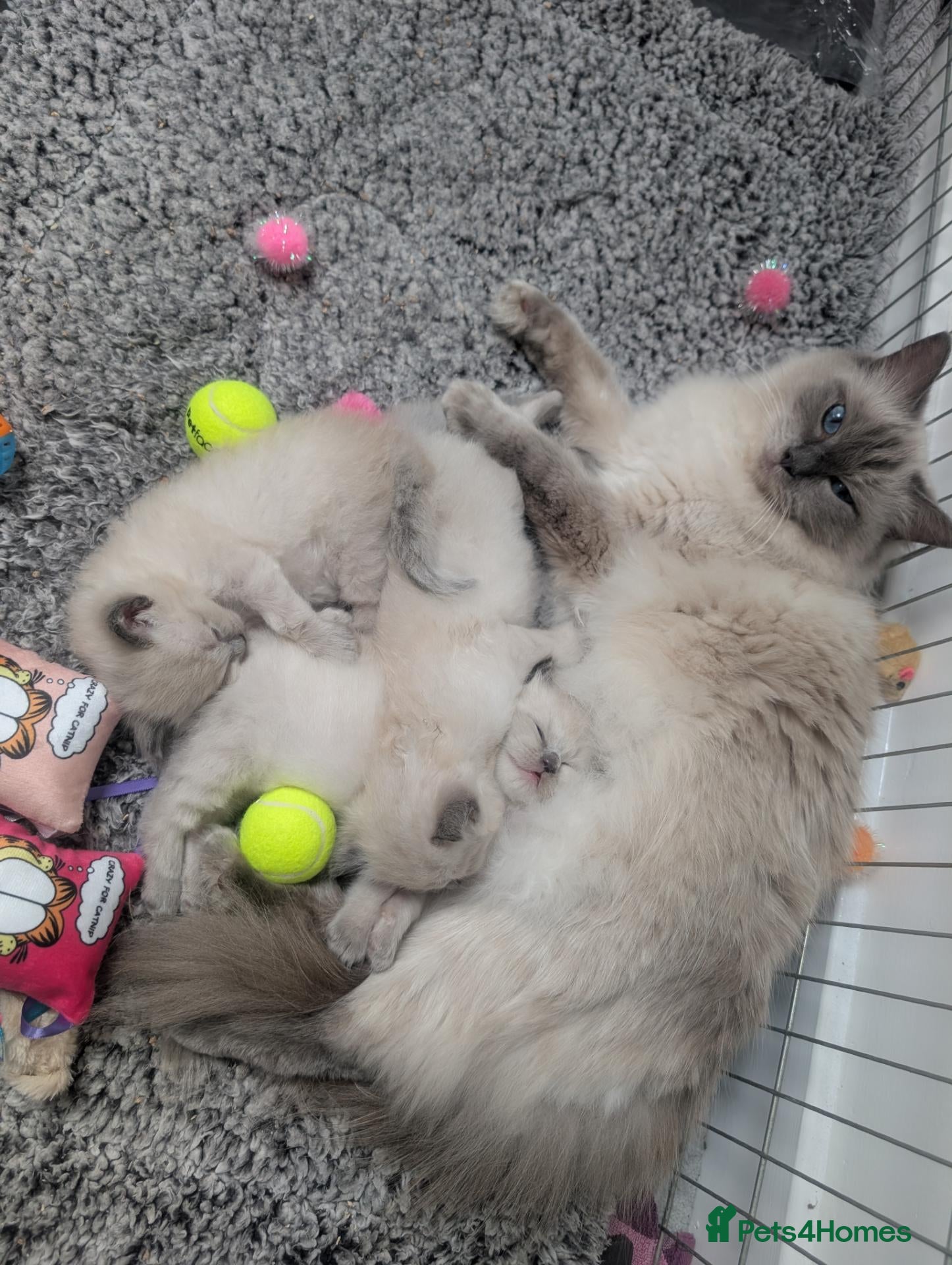 Ragdoll cats ✨🐾 STUNNING BLUE POINT RAGDOLL KITTENS – £600 🐾✨ - Advert 1
