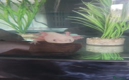 Axolotl reptiles for sale: 2 Axolotl  - Image 2