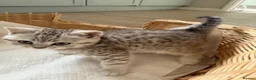 British Shorthair cats for sale: Beautiful British shorthair kittens - Advert 3