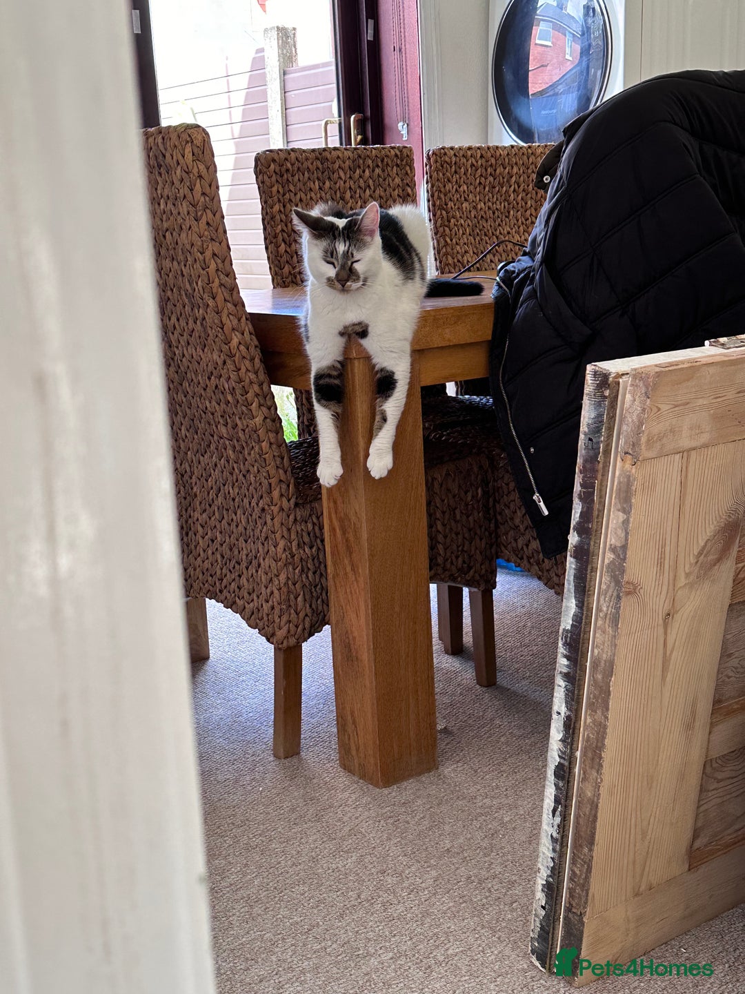 Mixed Breed cats for sale: 2 male cats for sale  - Advert 3