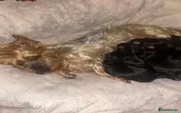 Yorkshire Terrier dogs for sale: Yorkshire Terrier puppies - Image 5