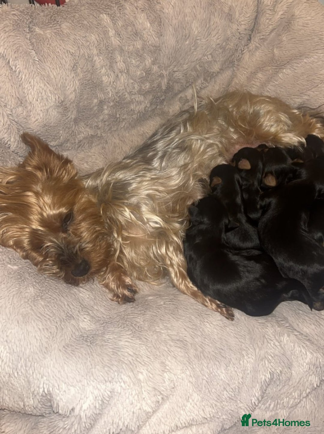 Yorkshire Terrier dogs for sale: Yorkshire Terrier puppies - Image 5