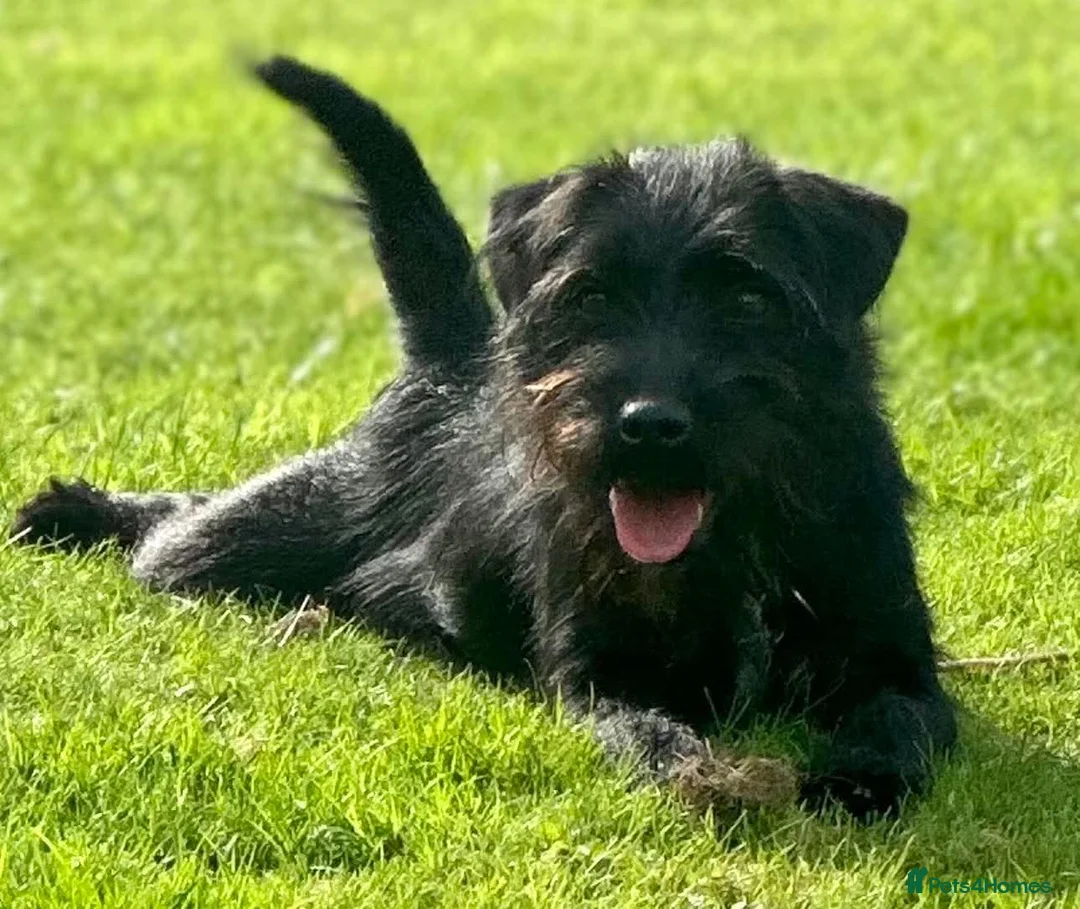 Patterjack dogs for sale: 🐾 Adorable Pattterjack Pups - Ready 1st July! 🐾 in Daventry - Advert 2