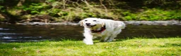 Golden Retriever dogs for sale: Therapy Dog -Multi-Championship Bloodlines - Advert 14