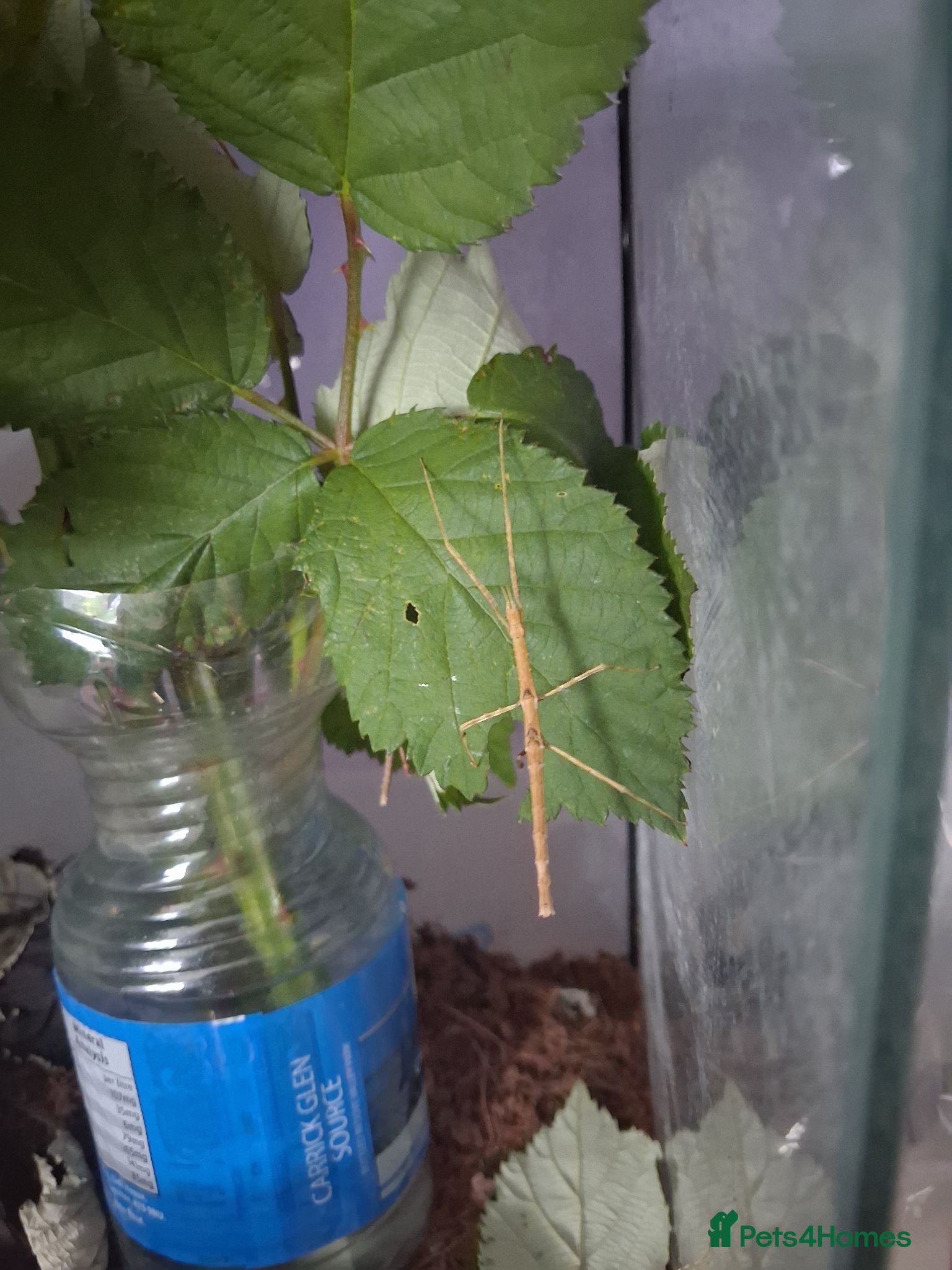Stick Insects invertebrates Mixed breeds of stick insects  - Advert 1