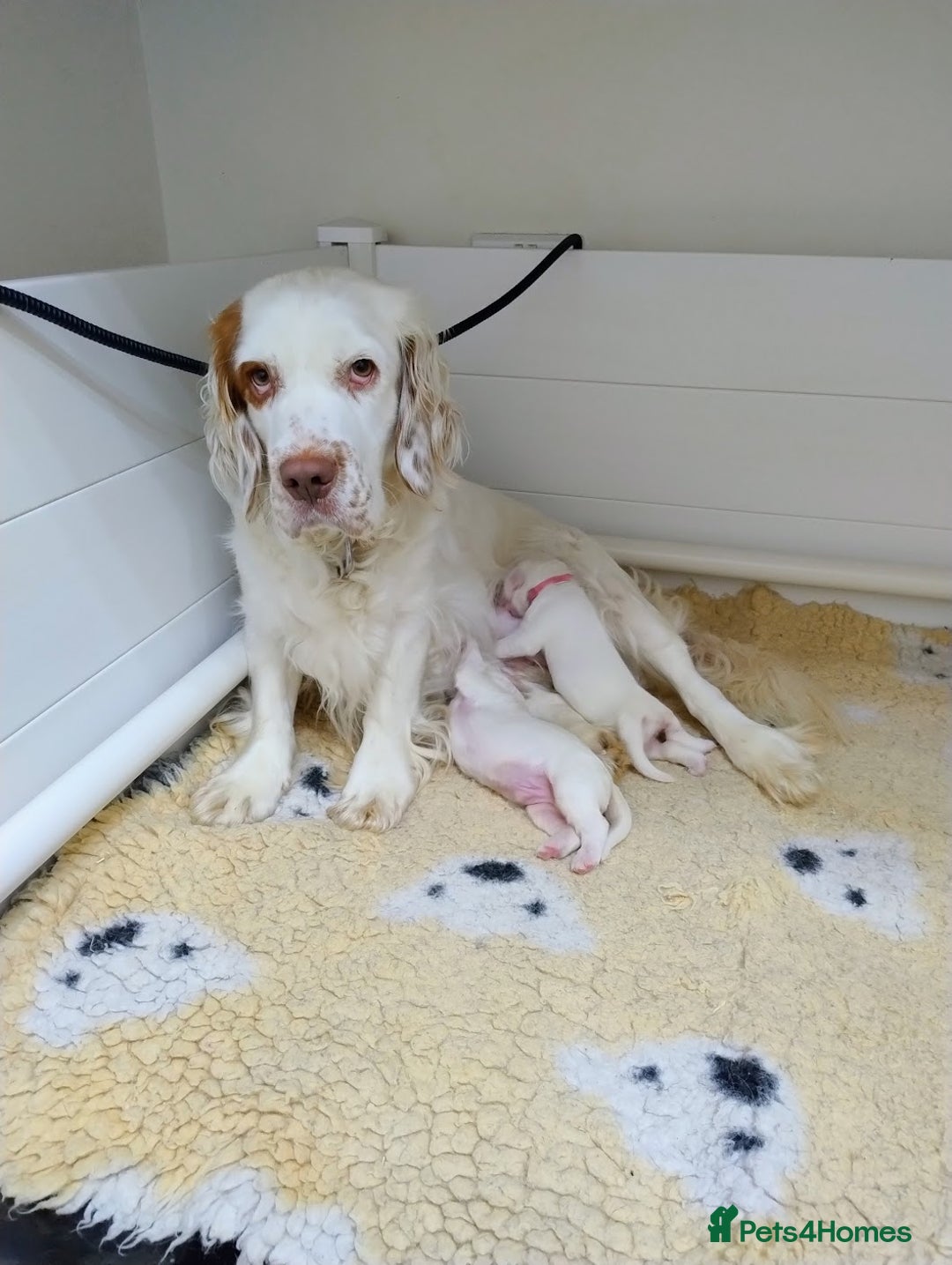 Clumber Spaniel dogs for sale: Pedigree KC Clumber Spaniel Puppies - Advert 19