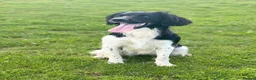 English Springer Spaniel dogs for sale: KC Registered - Fully Health Tested Parents   - Advert 12