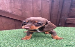 Dachshund dogs for sale: 5 beautiful dachshund puppies available !!!!!! - Image 2