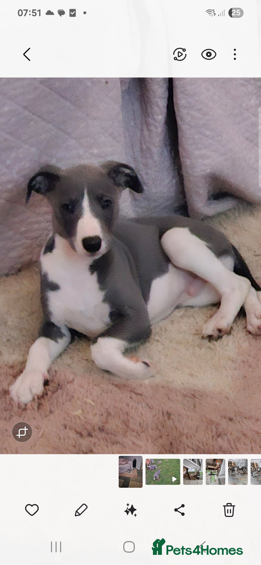 Whippet dogs KENNEL CLUB WHIPPETS  - Advert 5