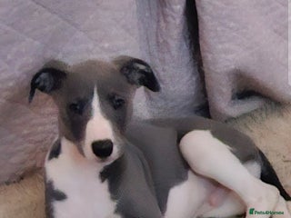 Whippet dogs KENNEL CLUB WHIPPETS - Advert 2