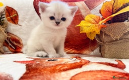 Scottish Fold cats for sale: Purrfect little babies - Image 5