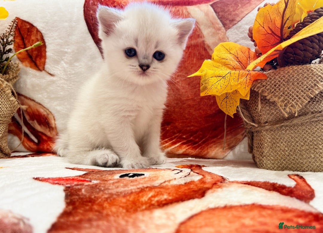 Scottish Fold cats for sale: Purrfect little babies - Image 5