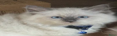 Ragdoll 1