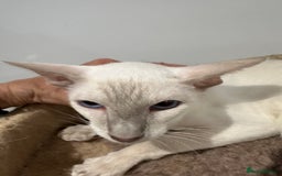 Siamese cats for sale: Lovely Siamese Lilac Point - Active Register - Image 5