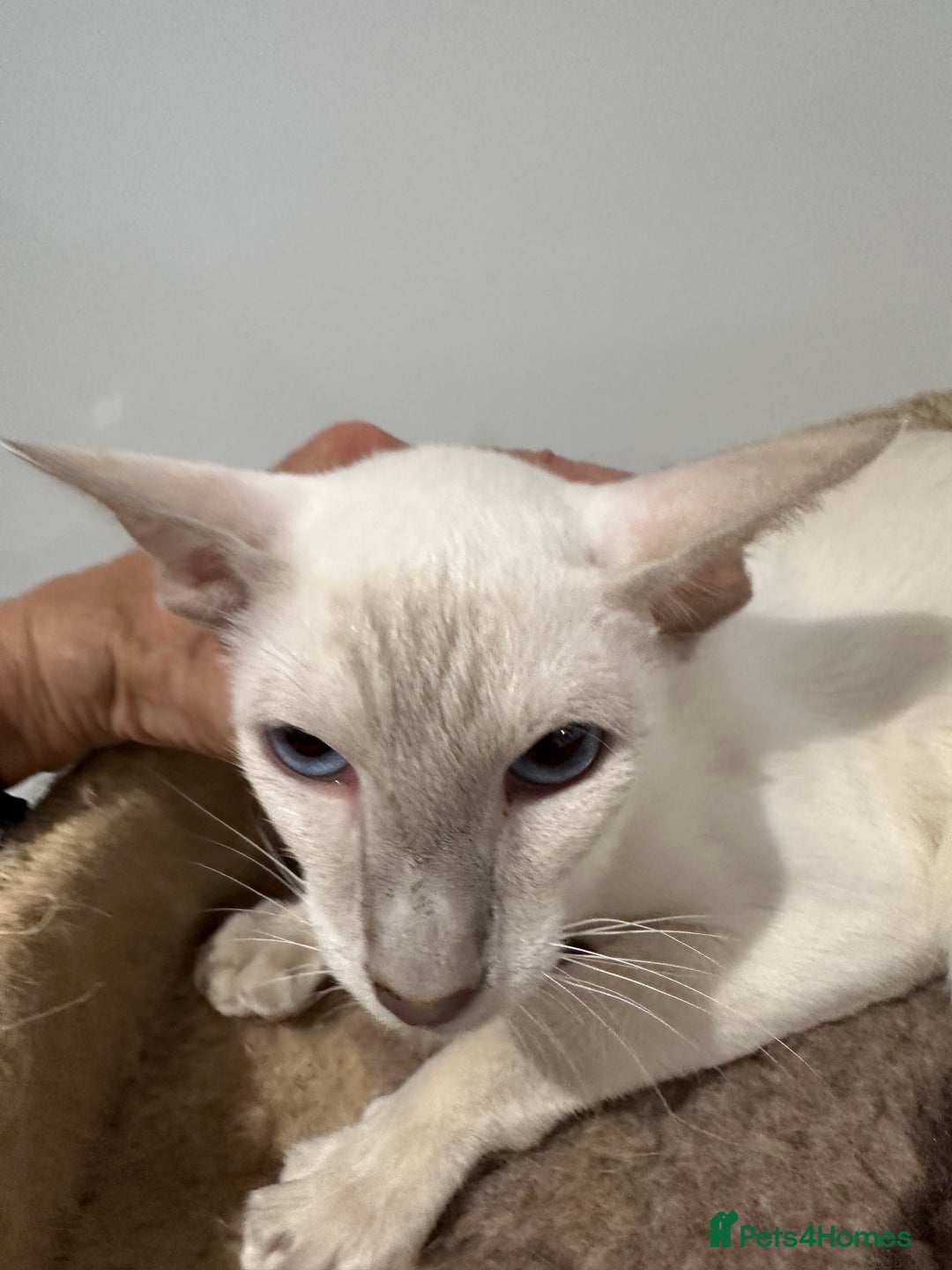 Siamese cats for sale: Lovely Siamese Lilac Point - Active Register - Image 5