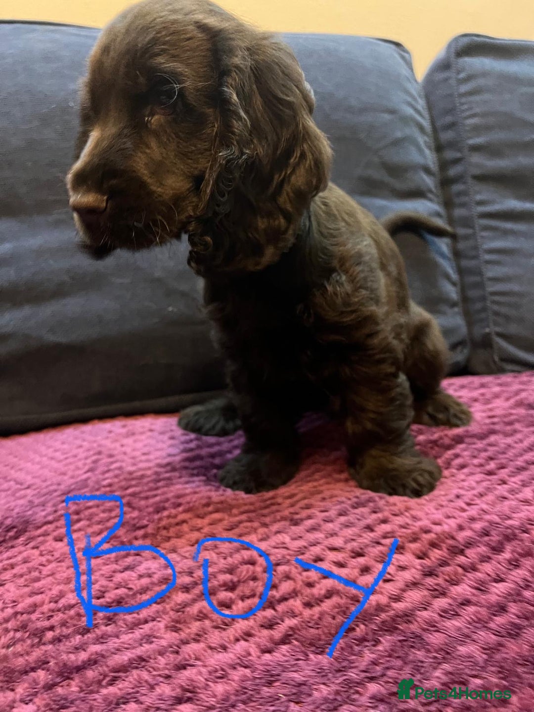 Cocker Spaniel dogs for sale: Cocker Spaniel puppies - Advert 5