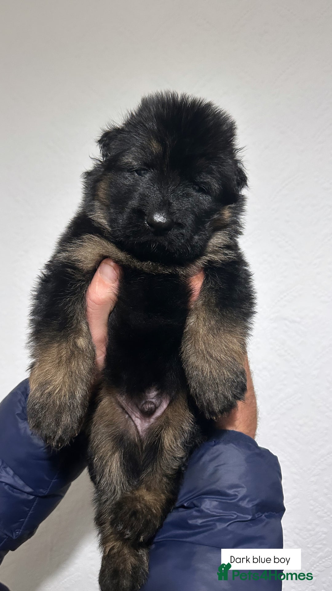 German Shepherd dogs for sale: BIG BONDED, LONG HAIRED GSD PUPPYS  - Image 15