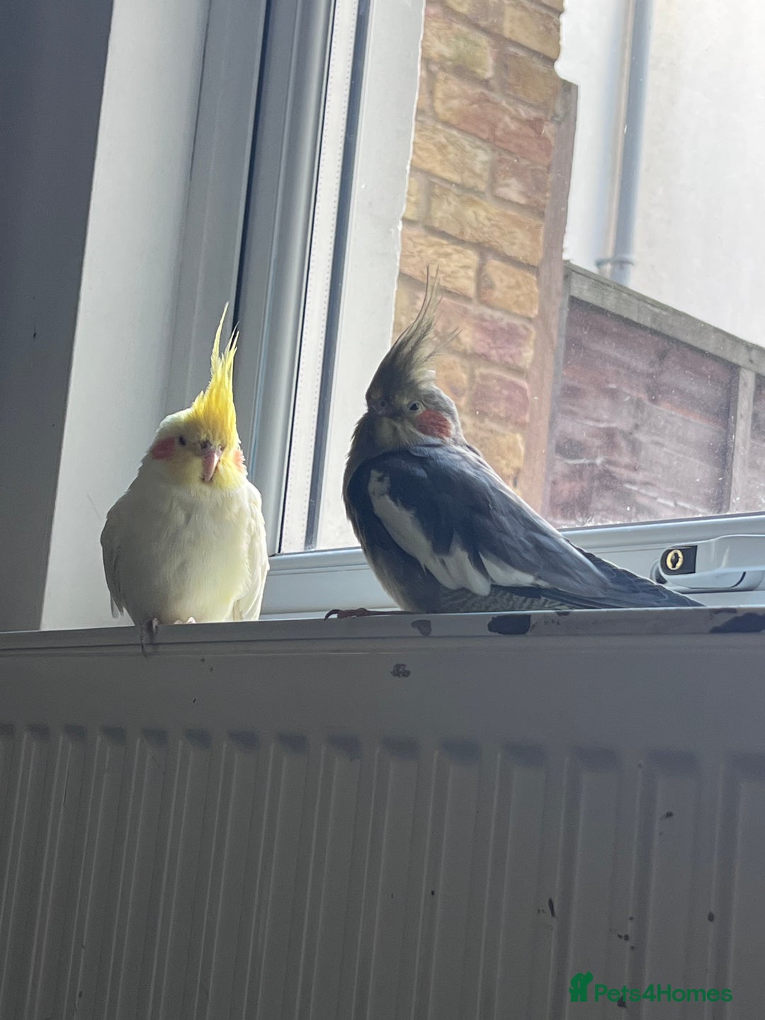 Cockatiels birds for sale: Semi tamed Male and female cockatiels and cage - Advert 1