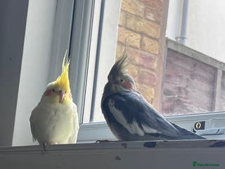 Cockatiels birds Semi tamed Male and female cockatiels and cage - Advert 3