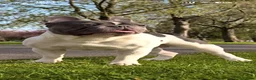 French Bulldog dogs for stud: Lovely Boy SNOWY ready for STUD  in London - Advert 1