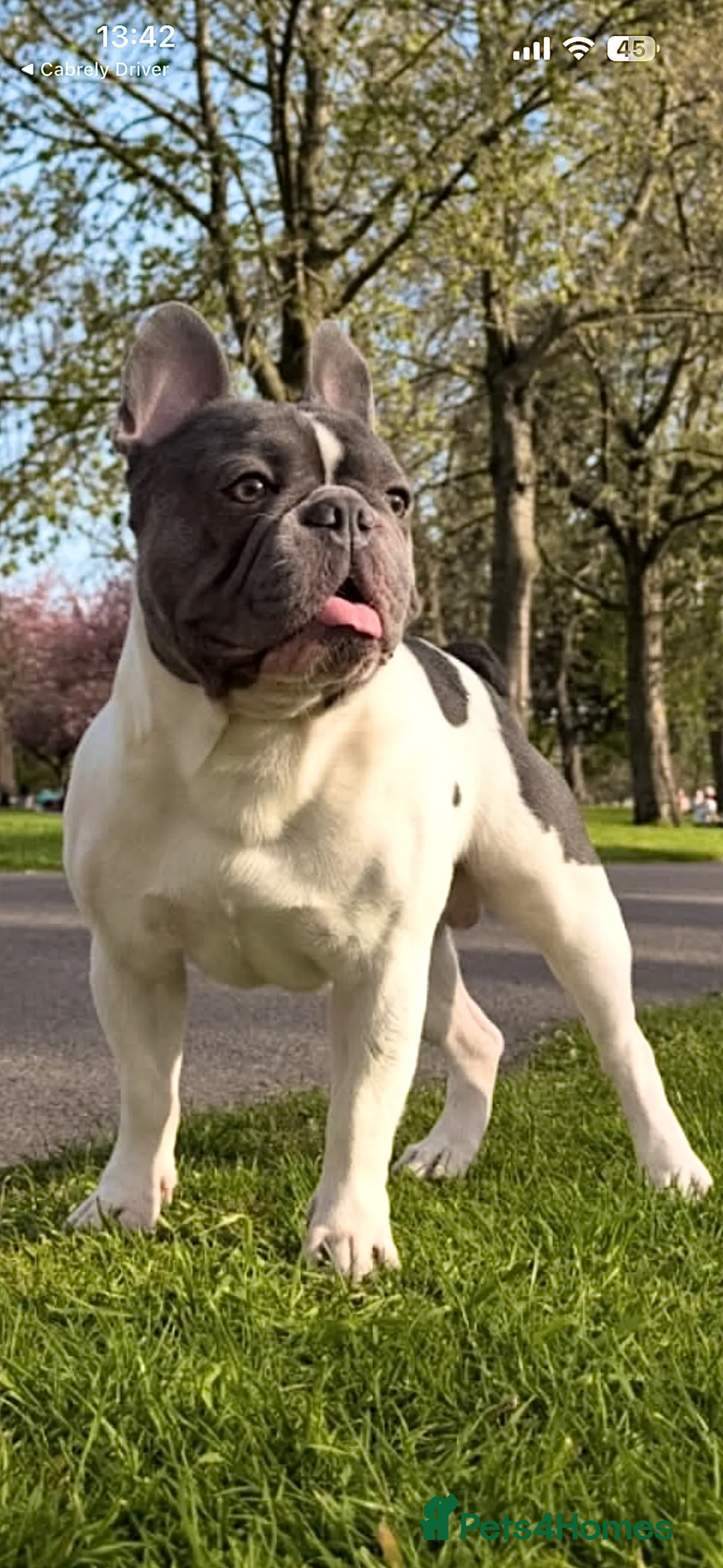 French Bulldog dogs for stud: Lovely Boy SNOWY ready for STUD  in London - Advert 1