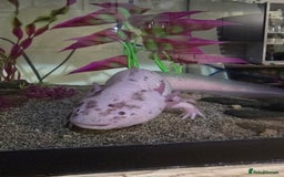 Axolotl reptiles for sale: Male Axolotl looking for a new home - Advert 2
