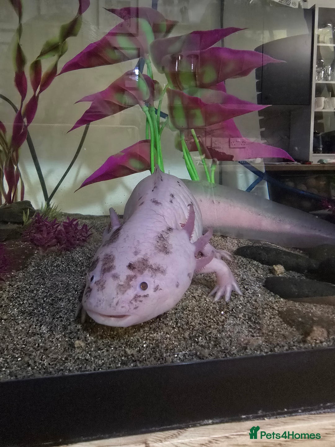 Axolotl reptiles for sale: Male Axolotl looking for a new home - Advert 2