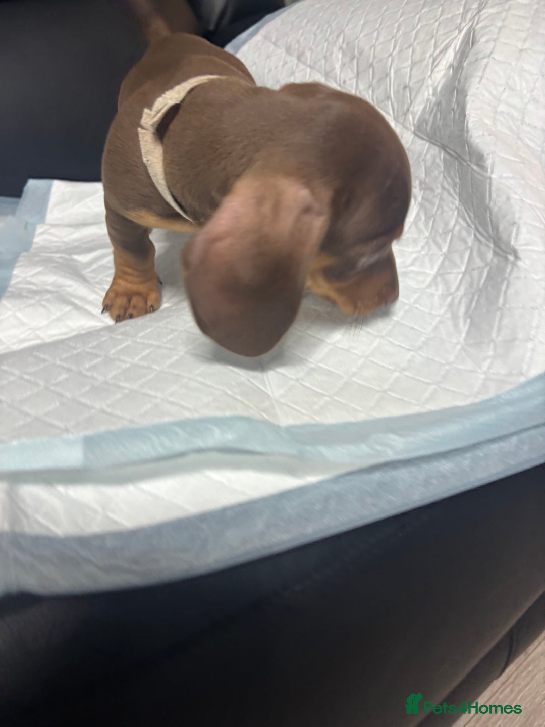 Miniature Dachshund dogs for sale: Beautiful Miniature Dachshunds  - Image 6