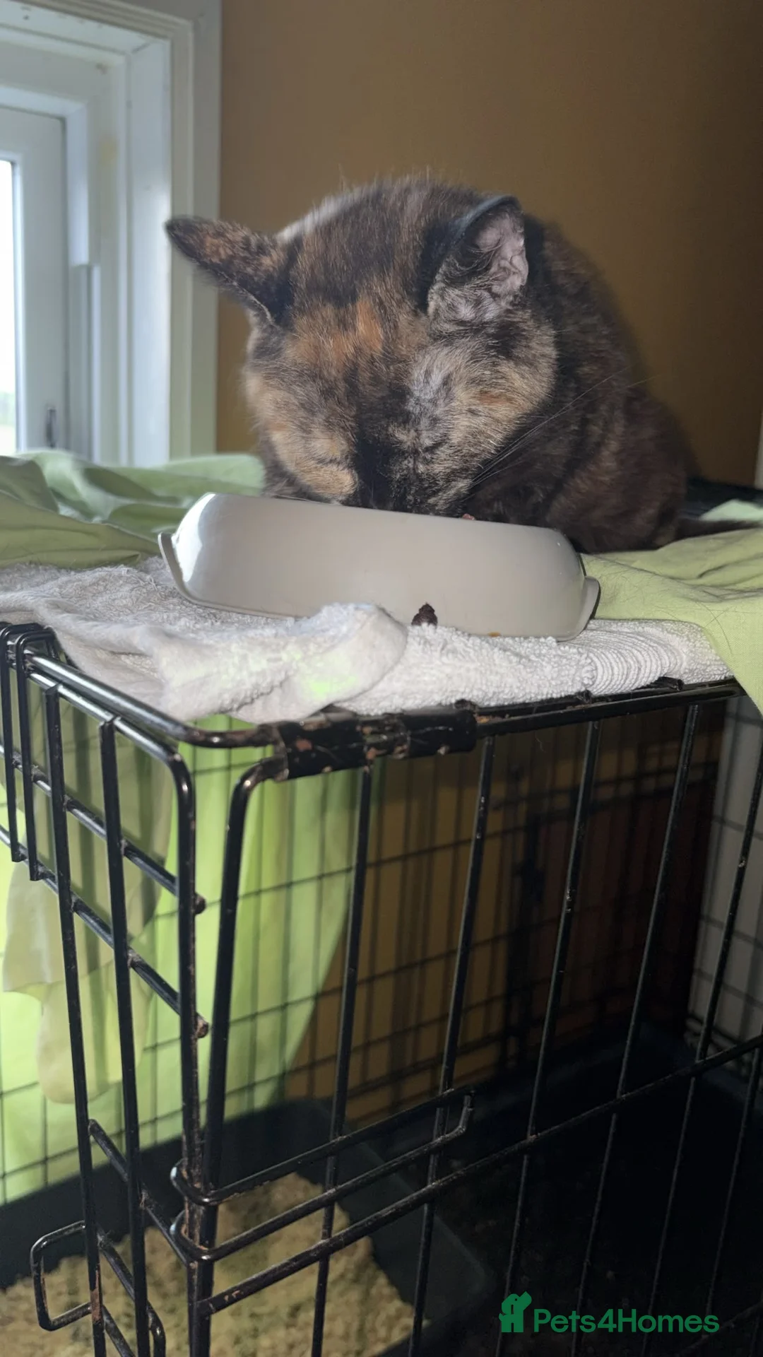 Domestic Shorthair cats for adoption: 🐾 Meet Marbles 🧡 1 yr old rescue cat needs home - Advert 2