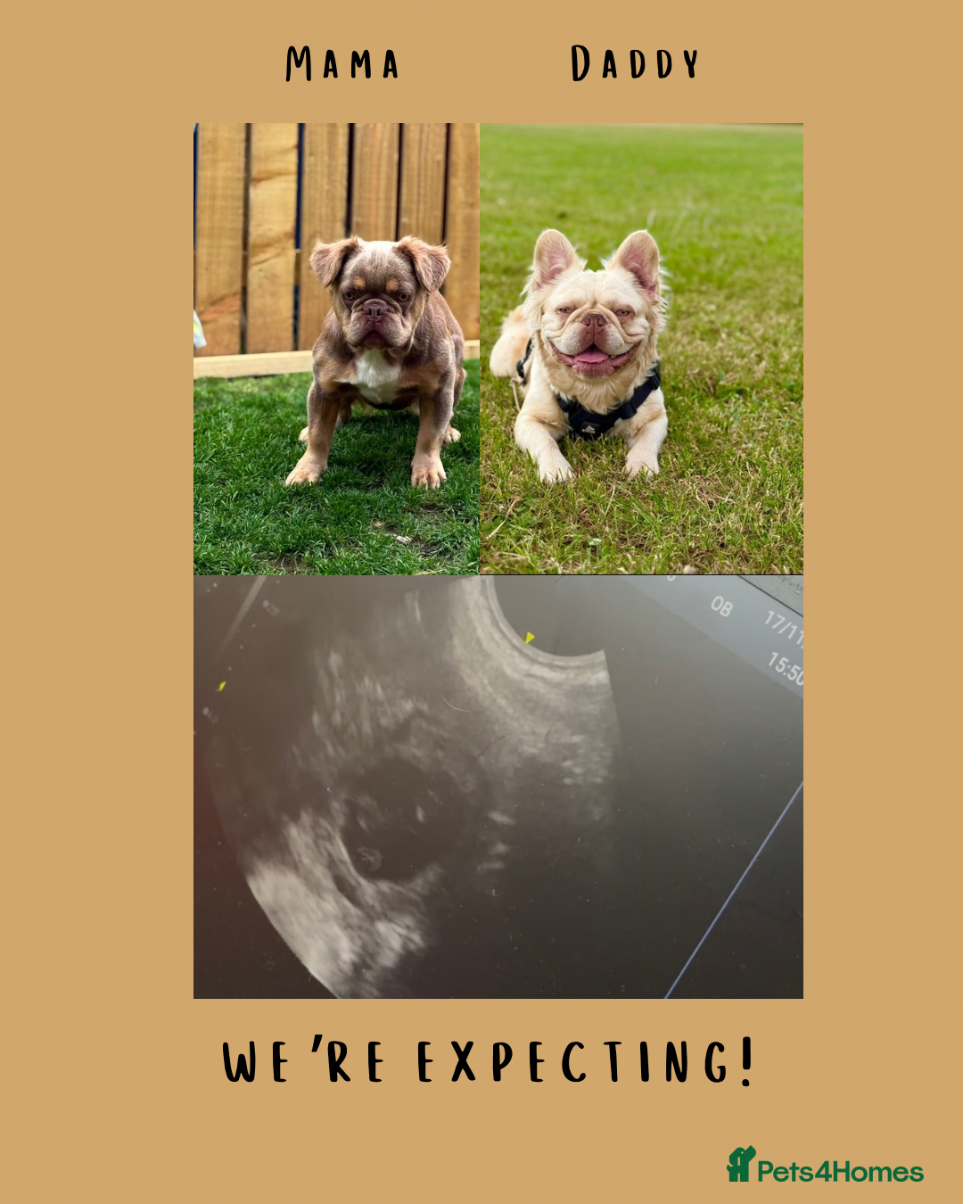 French Bulldog dogs for sale: French Bulldog puppies due💥 - Advert 1