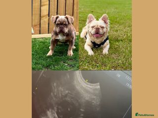 French Bulldog dogs French Bulldog puppies due💥 - Advert 2